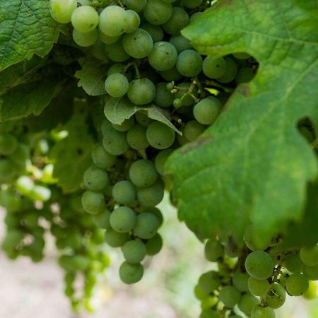 Clos De La Barbanne Montagne  Zewnętrze zdjęcie