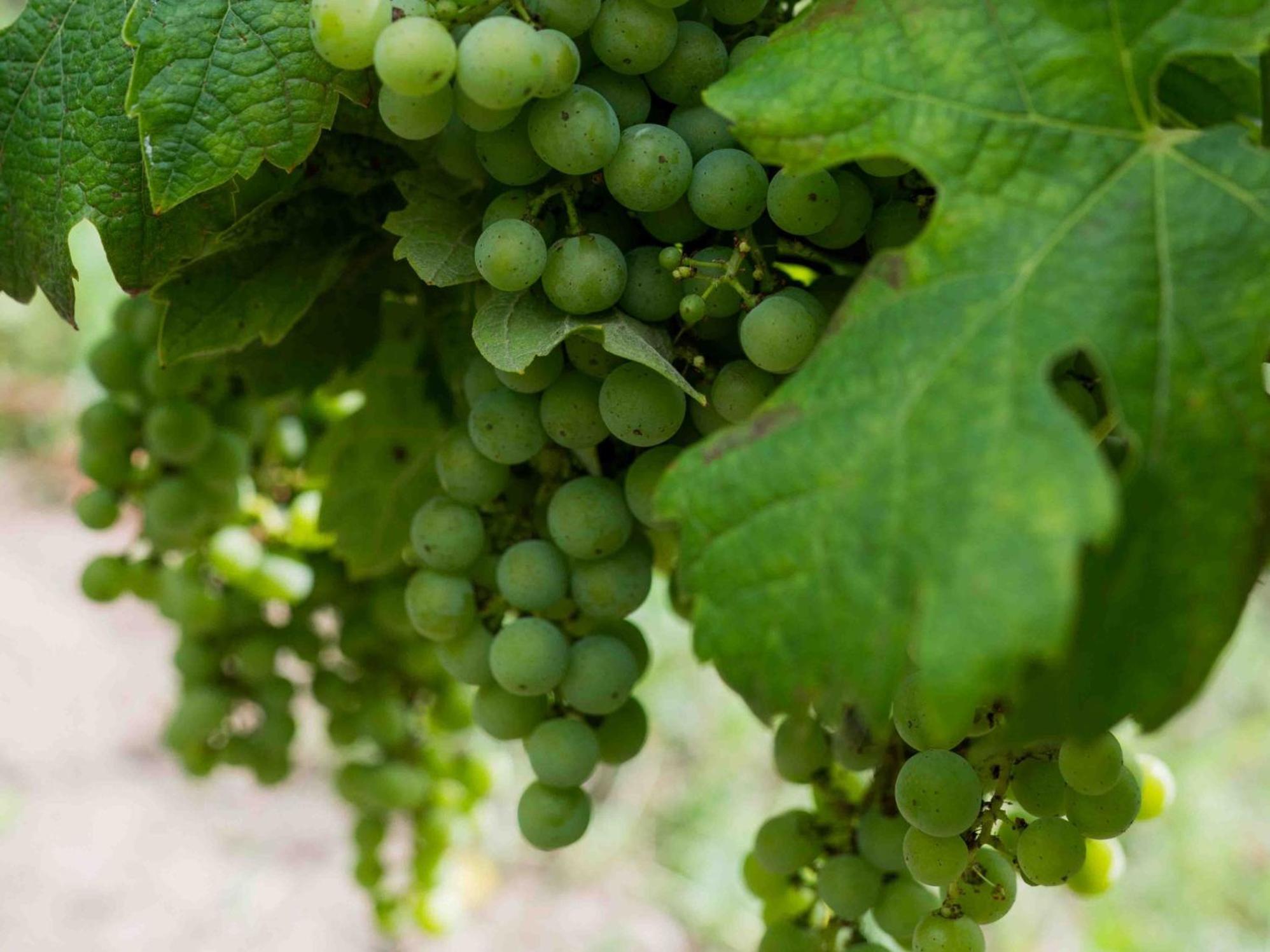 Clos De La Barbanne Montagne  Zewnętrze zdjęcie